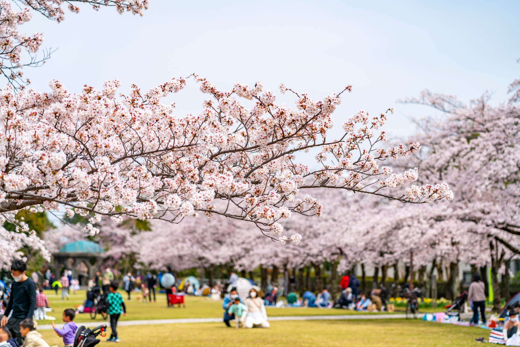 若者のお花見離れ】20代では約半数が「何が楽しいのかわからない」「お